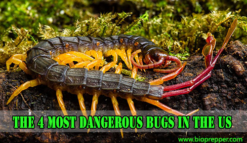  Dangerous Bugs 