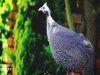 Raising Guinea Fowl: All You Need to Know to Do It Right