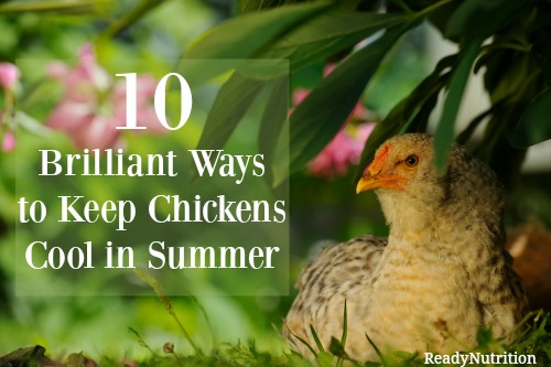 Keep Chickens Cool