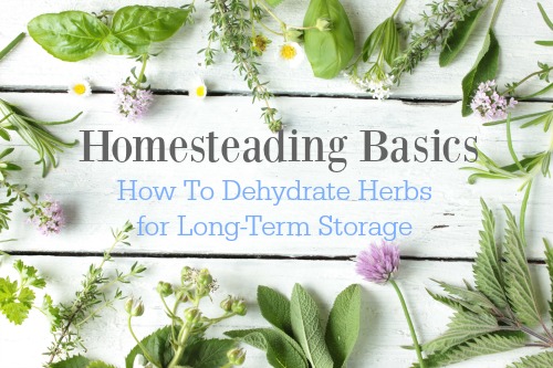 Homesteading Basics