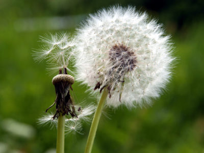 Image result for dandelions