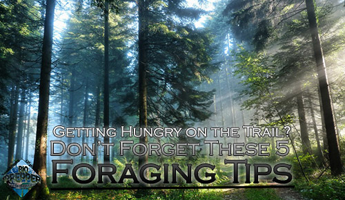 Foraging Tips