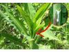 The Best Natural Painkiller that Grows in Your Backyard (Similar to Morphine)