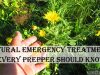 Natural Emergency Treatments Every Prepper Should Know