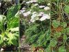 THE TOP MEDICINAL PLANTS OF NORTH AMERICA