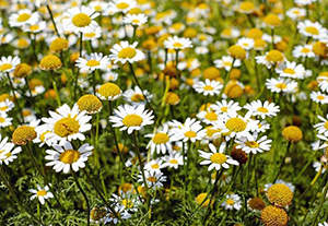 9 Natural Remedies To Heal Wounds Faster - Chamomile