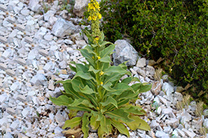 10 Most Powerful Medicinal Plants Used by Cherokees