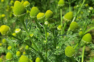 52 Plants In The Wild You Can Eat