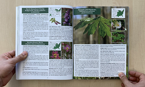 The Forager’s Guide To Wild Foods Book Review